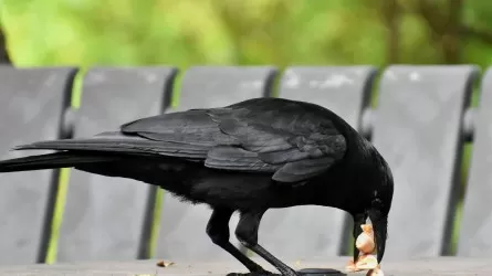 Странная "эпидемия" в Гамбурге раскрыта 