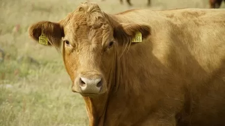 Как спасли важный сельхозпроект инвестора в Костанайской области 