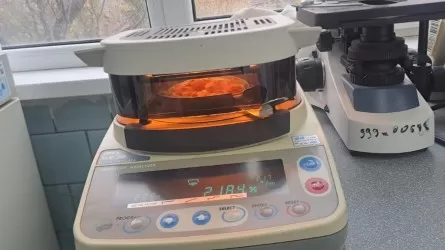 Казахстанские ученые нашли способ, как спасти шкуры КРС 