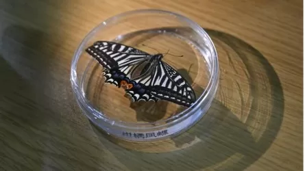 Китайские ученые впервые зафиксировали рождение бабочки на орбите