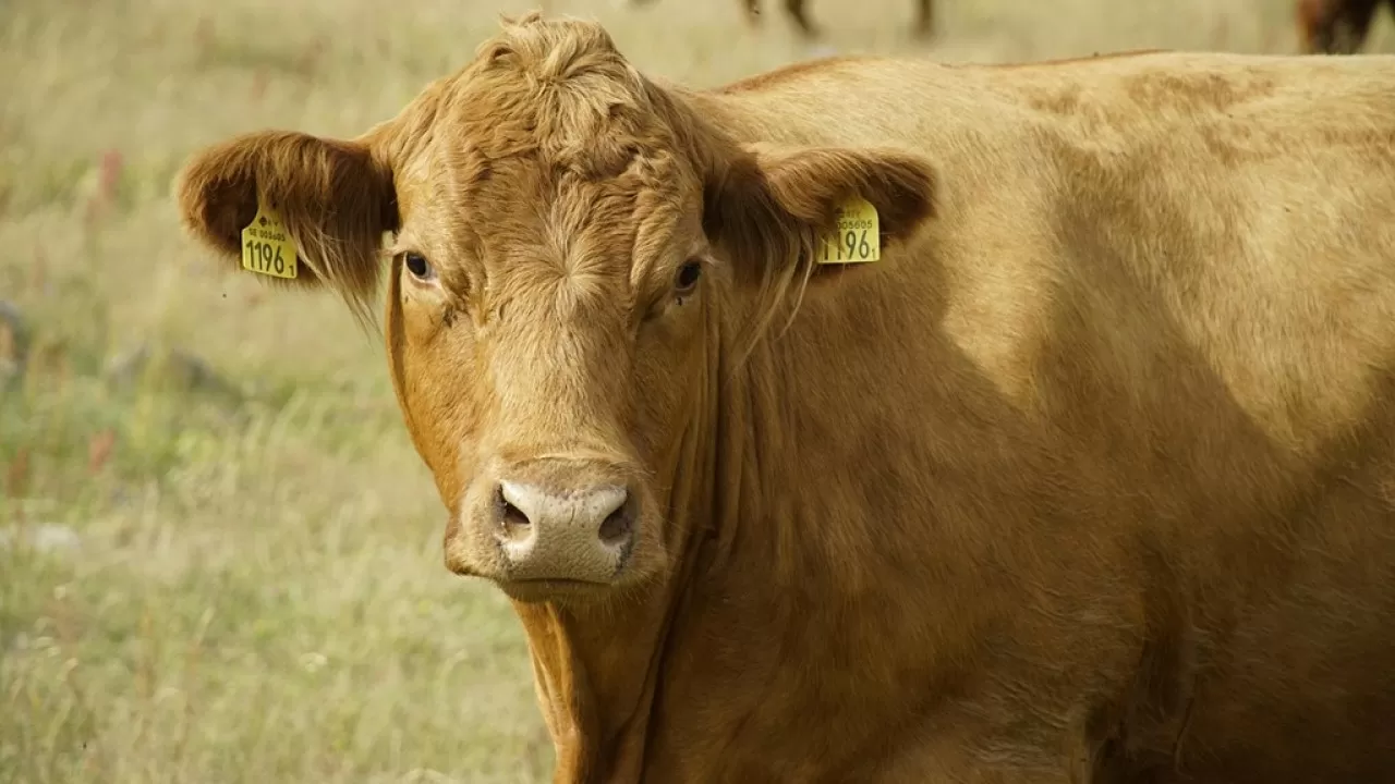 Как спасли важный сельхозпроект инвестора в Костанайской области 
