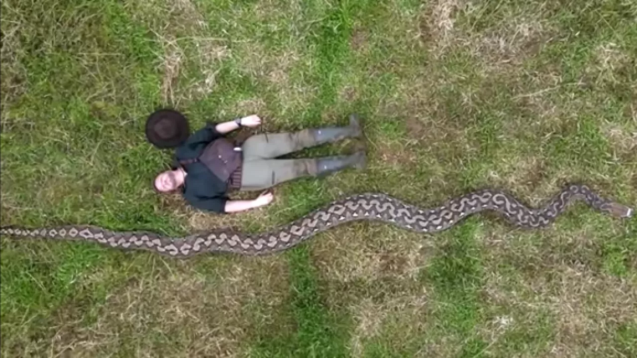 В Индонезии обнаружили самую длинную змею на планете