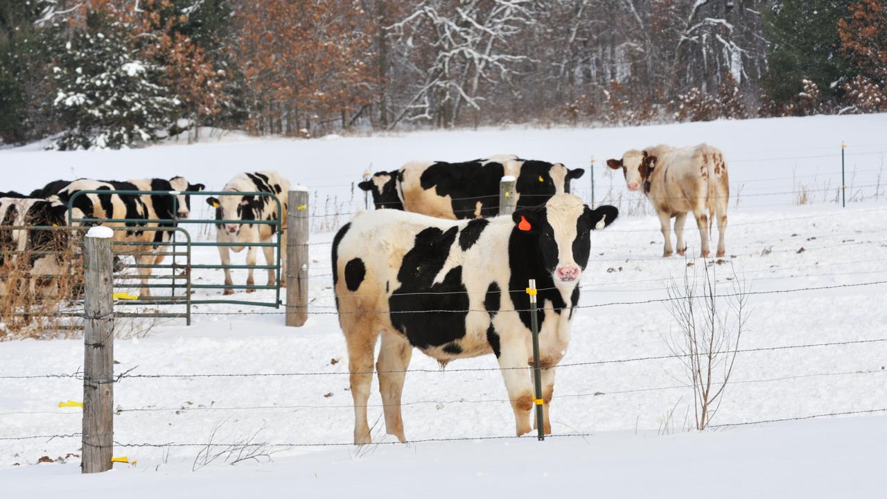 Қазақстан әлемнің әр түкпірінен жүздеген мың элиталық мал әкеле бастайды