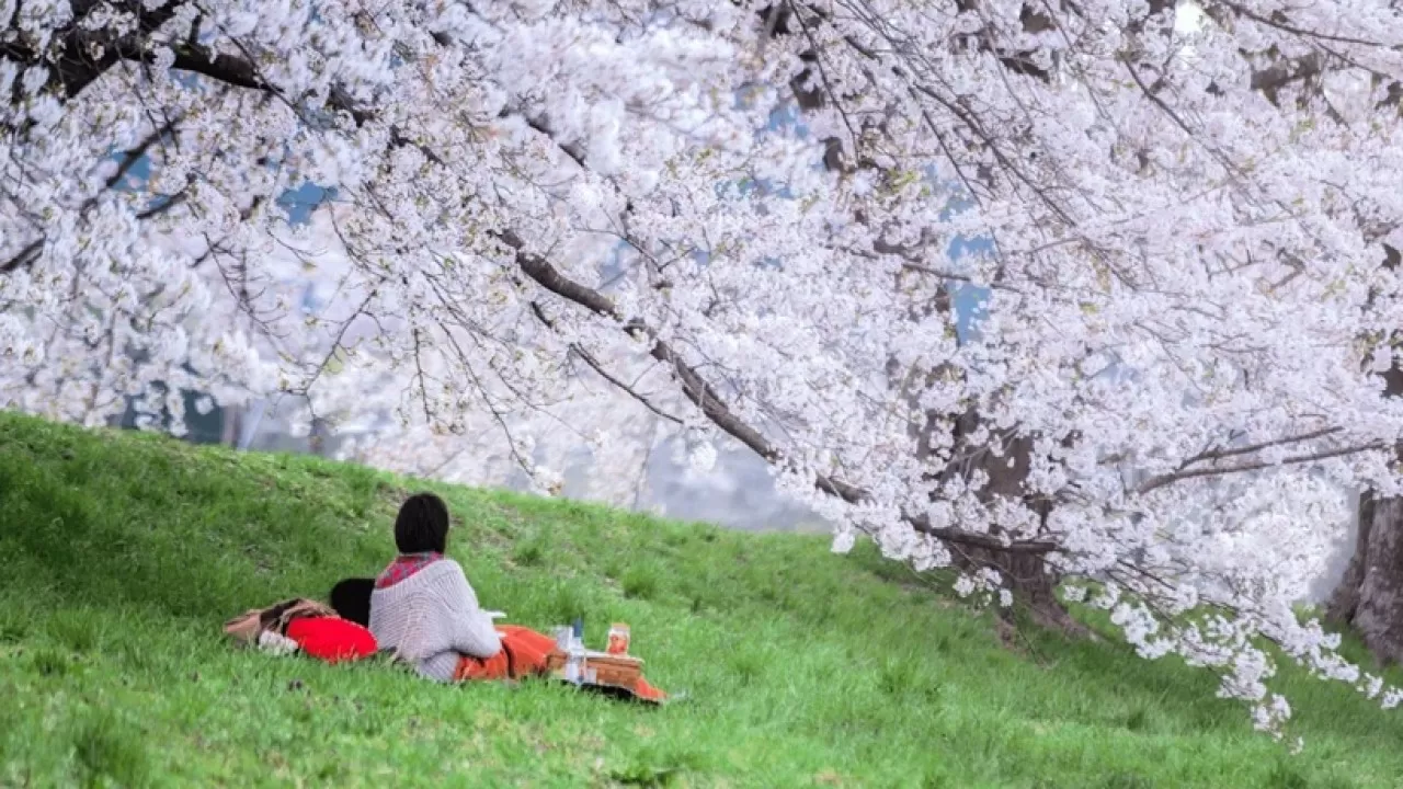 В Японии отменили фестиваль цветения сакуры из-за туристов 