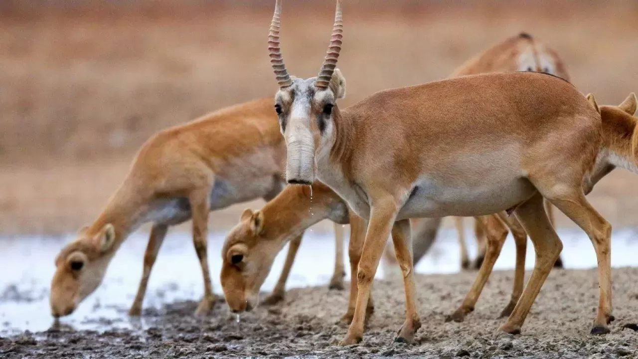 В РК установили цену маркировки рогов сайгака 