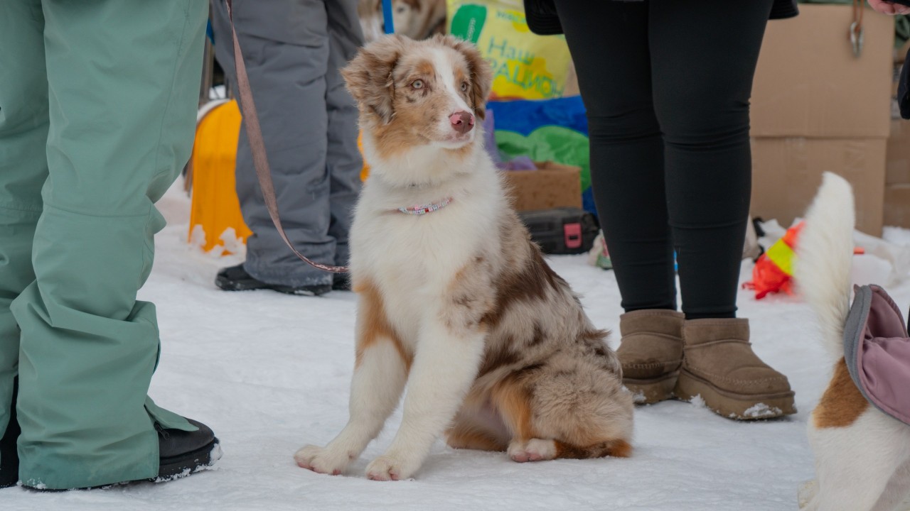 В Казахстане набирает популярность ездовой спорт