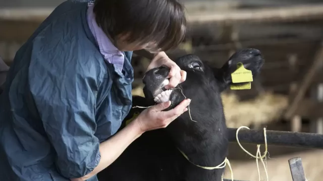 Ветеринарный износ: как запредельные нагрузки губят сельское хозяйство