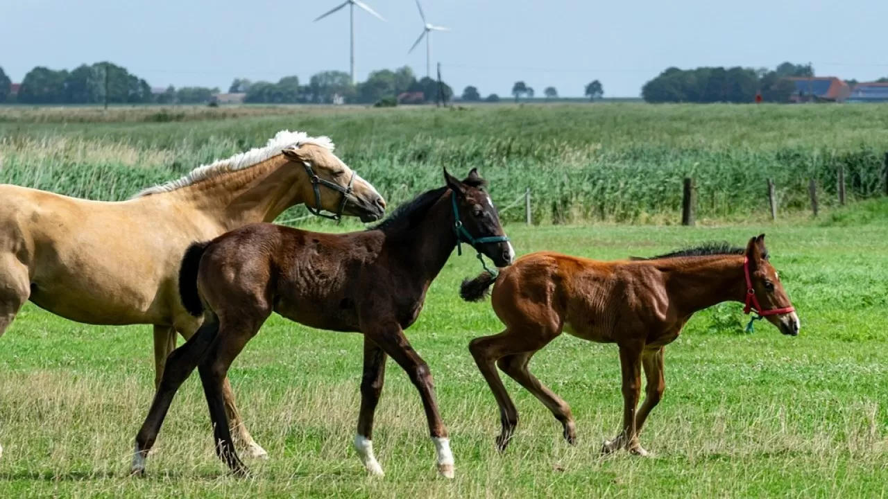 Похищенный скот трижды перепродали: задержаны двое сельчан 