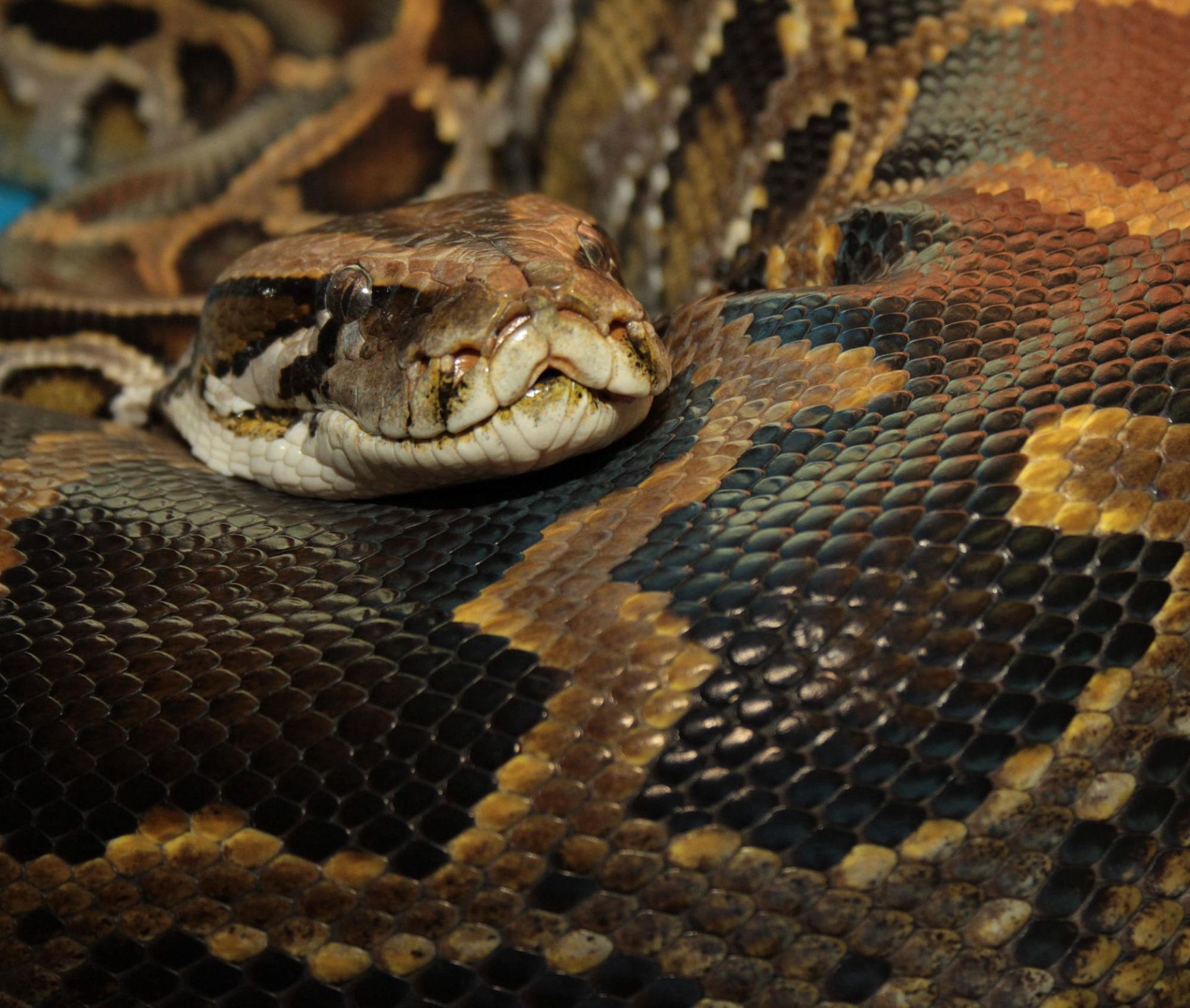 Атырауда сот шешімімен алып питон мемлекет меншігіне берілді