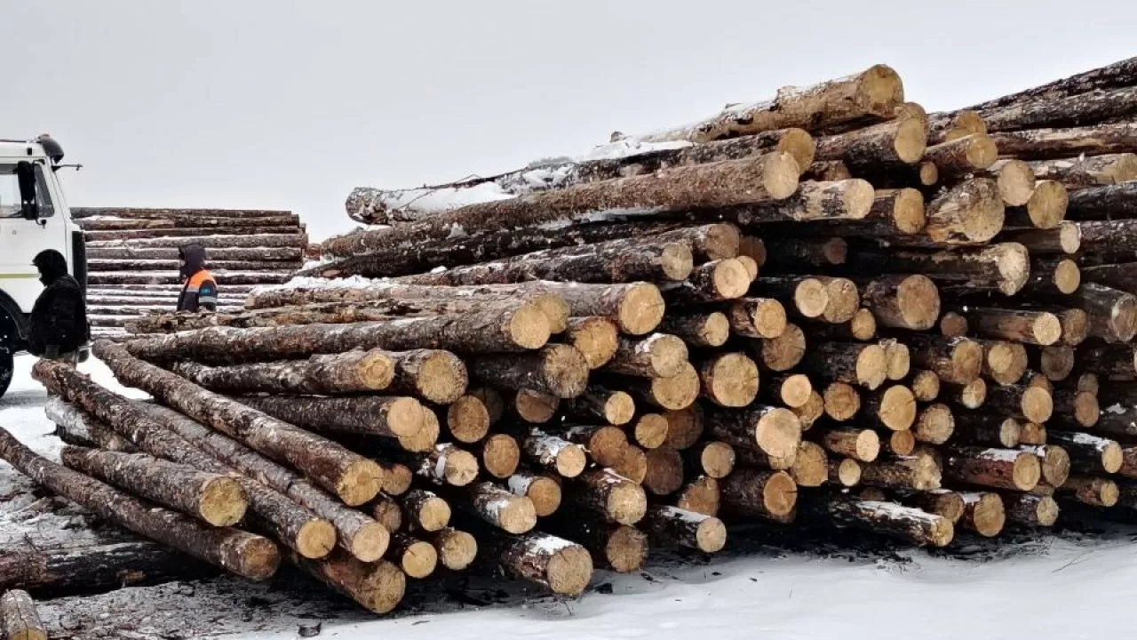 Цифровую маркировку древесины испытали в РК