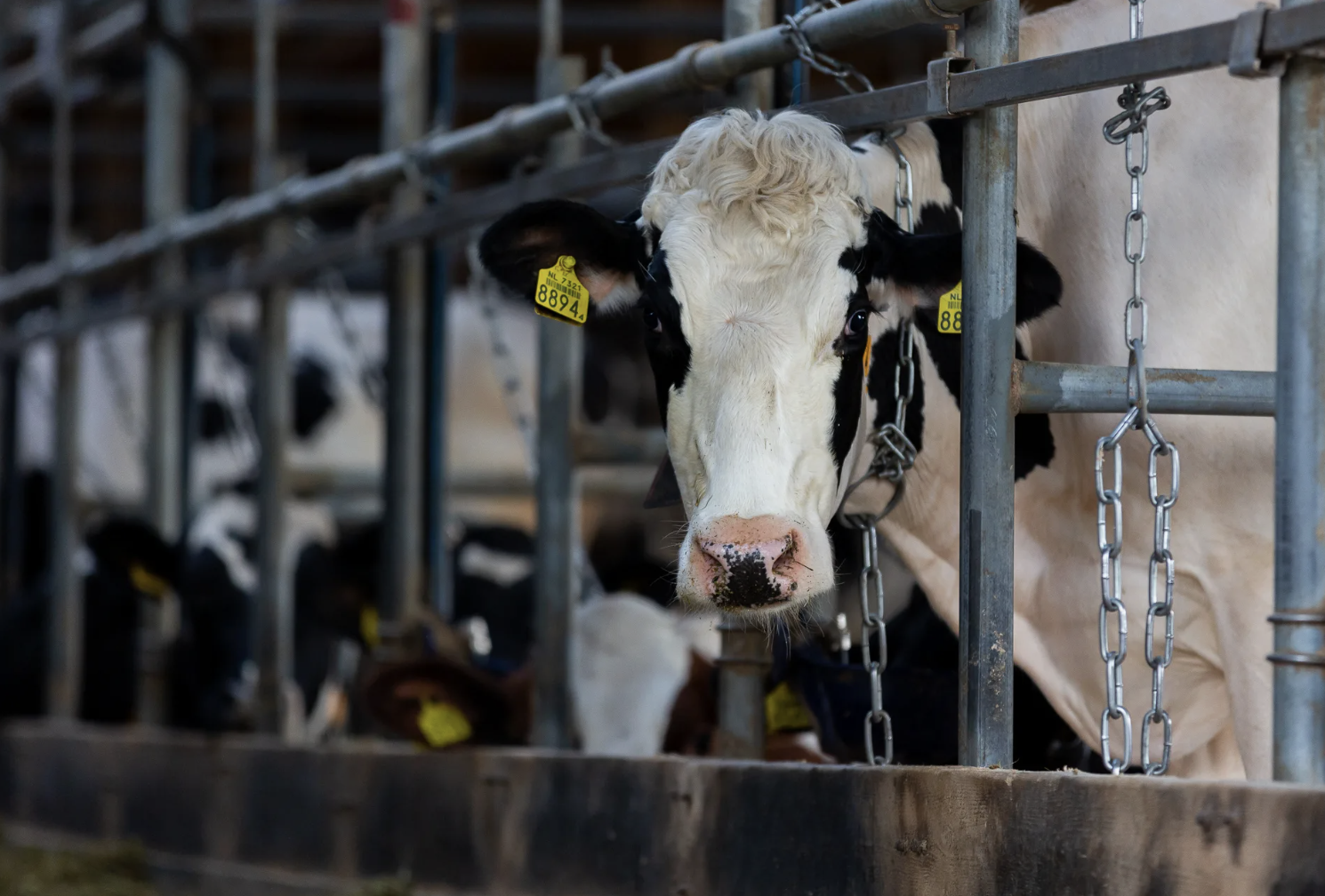 Ресейдегі індетке байланысты Қазақстанда барлық малға екпе салынады