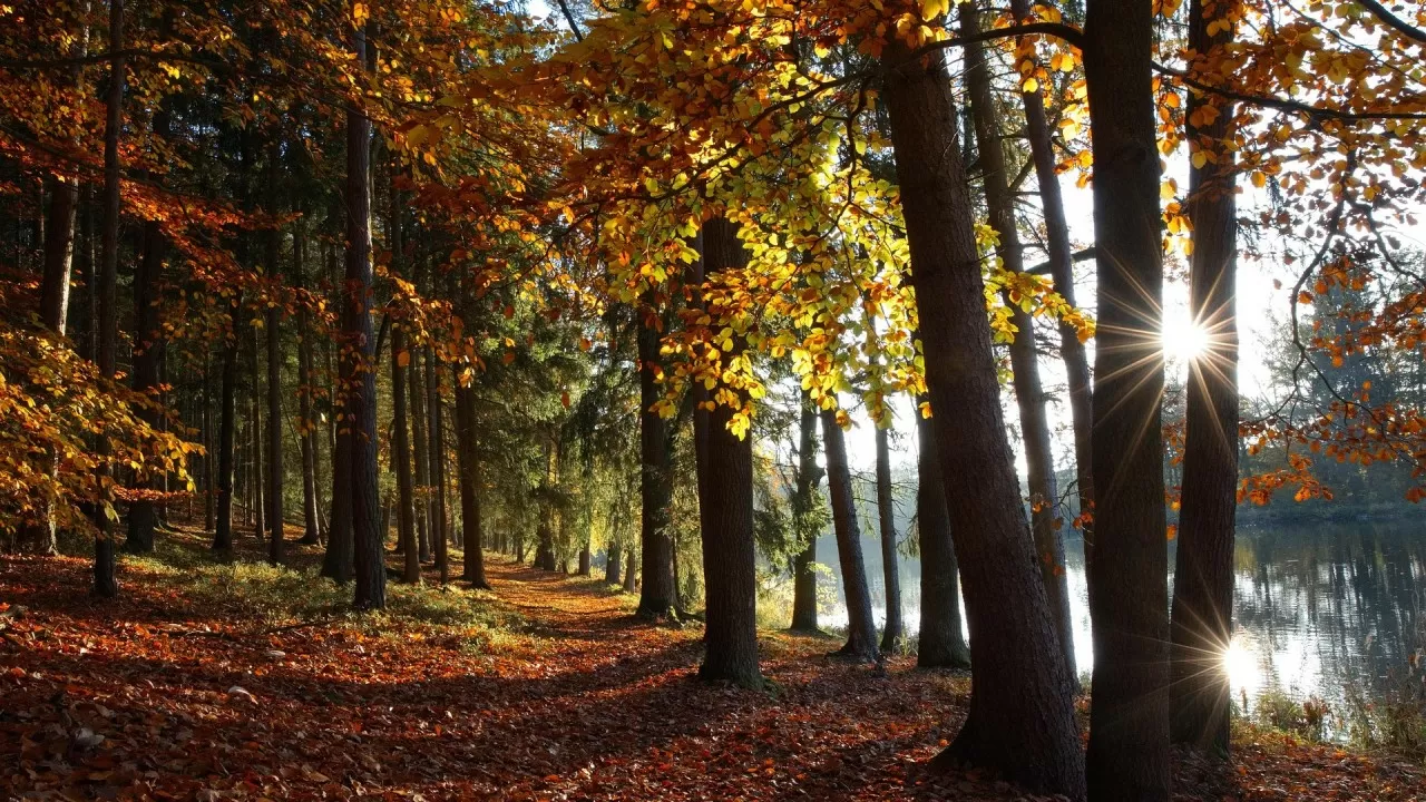 В Шымкенте почти тысячу гектаров передали лесфонду 