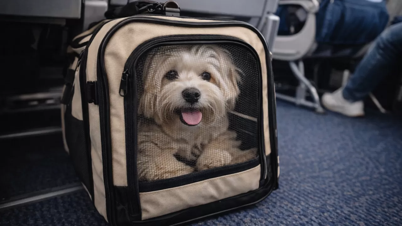 Казахстанцы смогут летать с собаками из Астаны и Алматы на рейсах еще одной авиакомпании