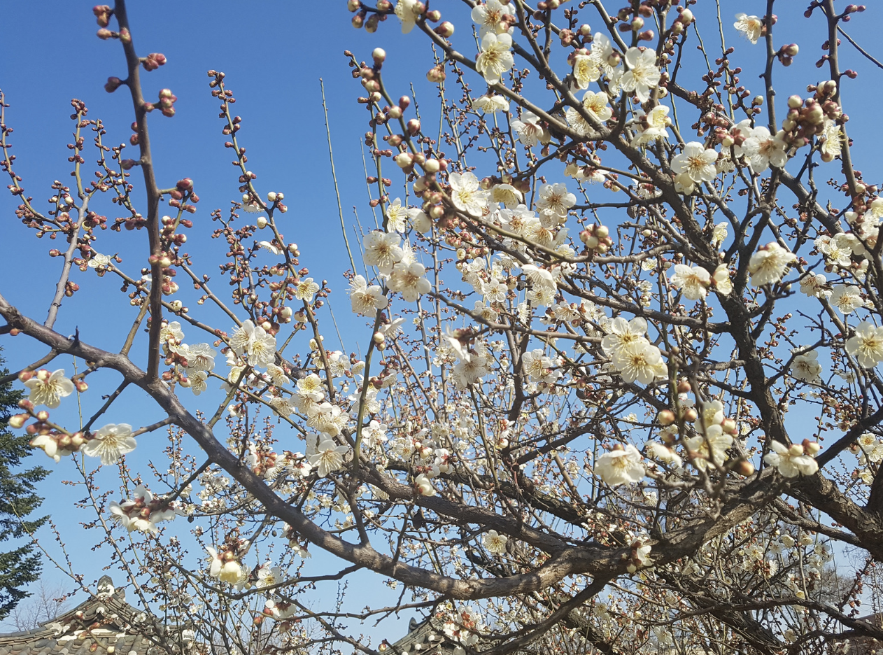 Наурыздың соңында Қазақстанда 32 градусқа дейін ыстық болады