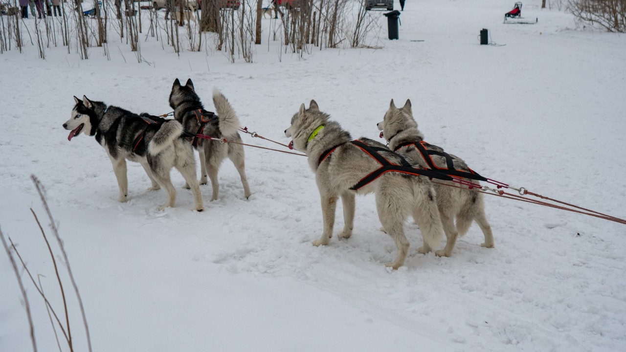 В Казахстане набирает популярность ездовой спорт