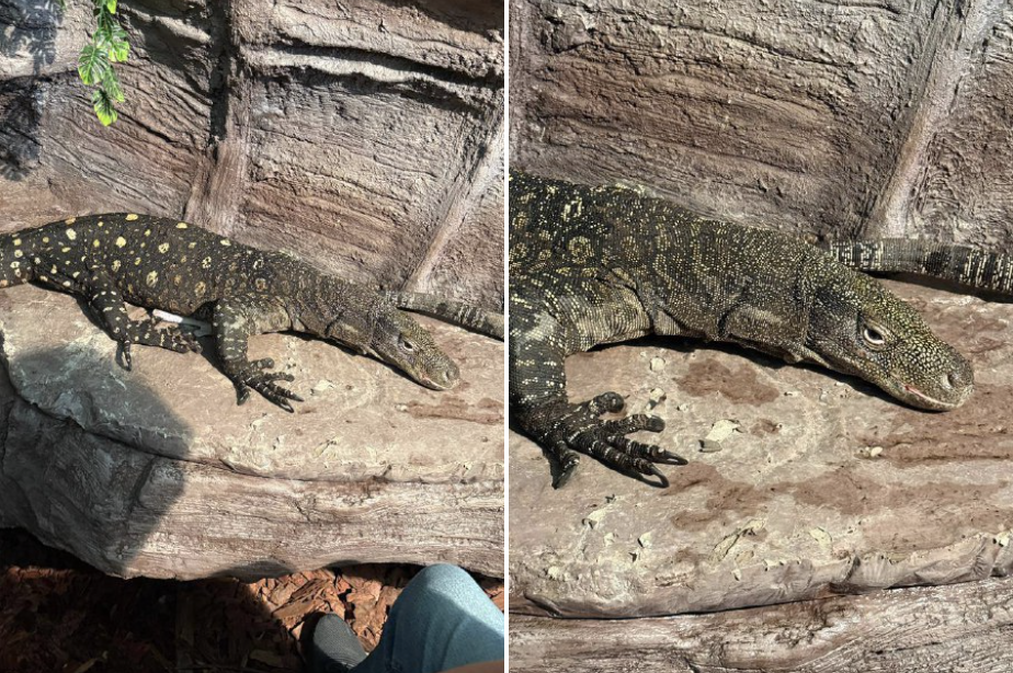 Алматы хайуанаттар бағына Жаңа Гвинеядан алып кесірткелер әкелінді