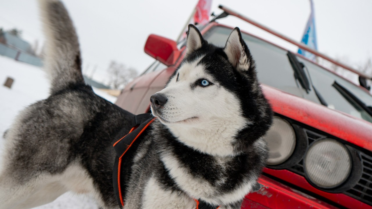 В Казахстане набирает популярность ездовой спорт