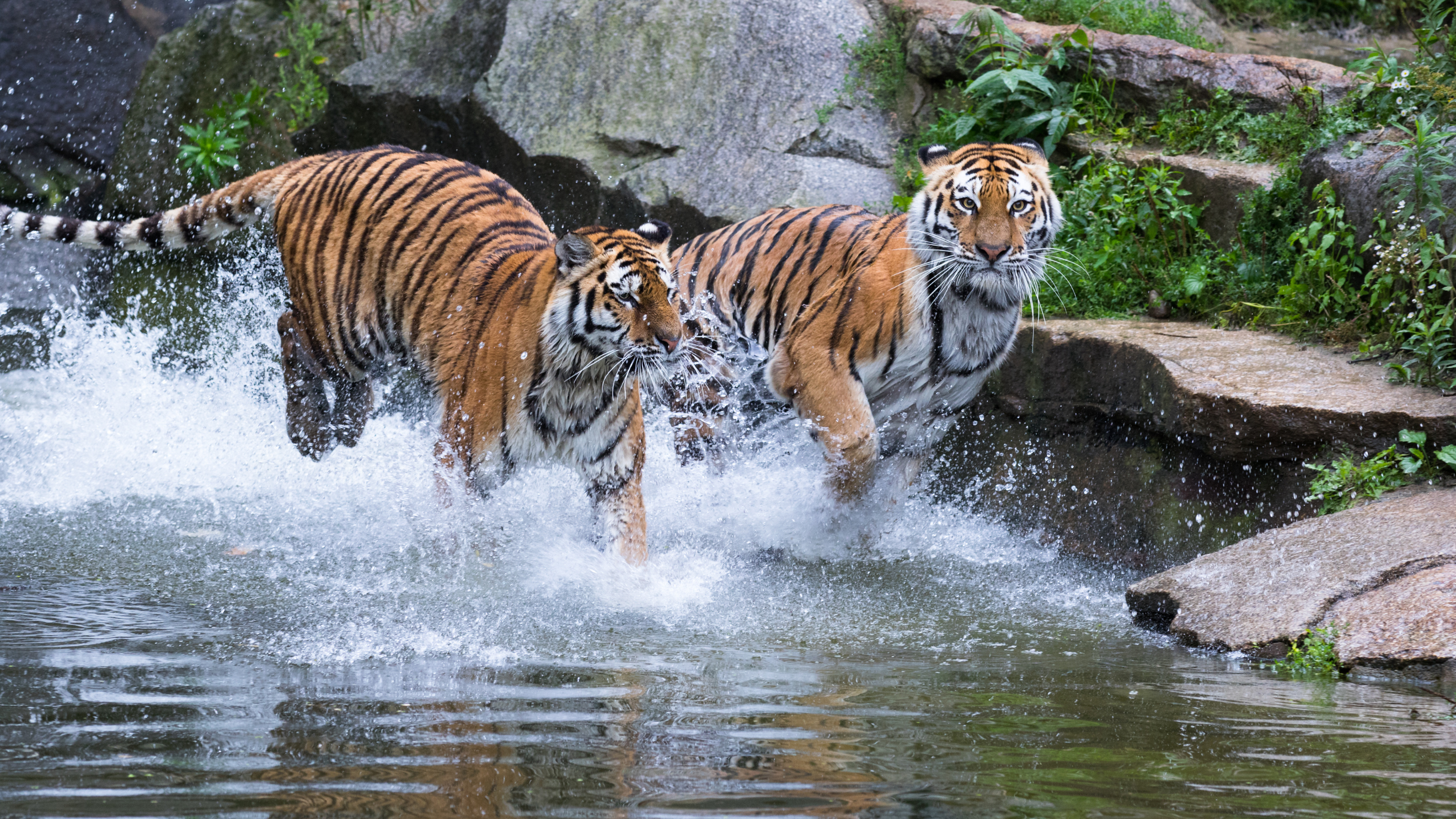 Көршіміз "беруге уәде еткен" жолбарыстар Қазақстанға 4 жылдан бері жетер емес