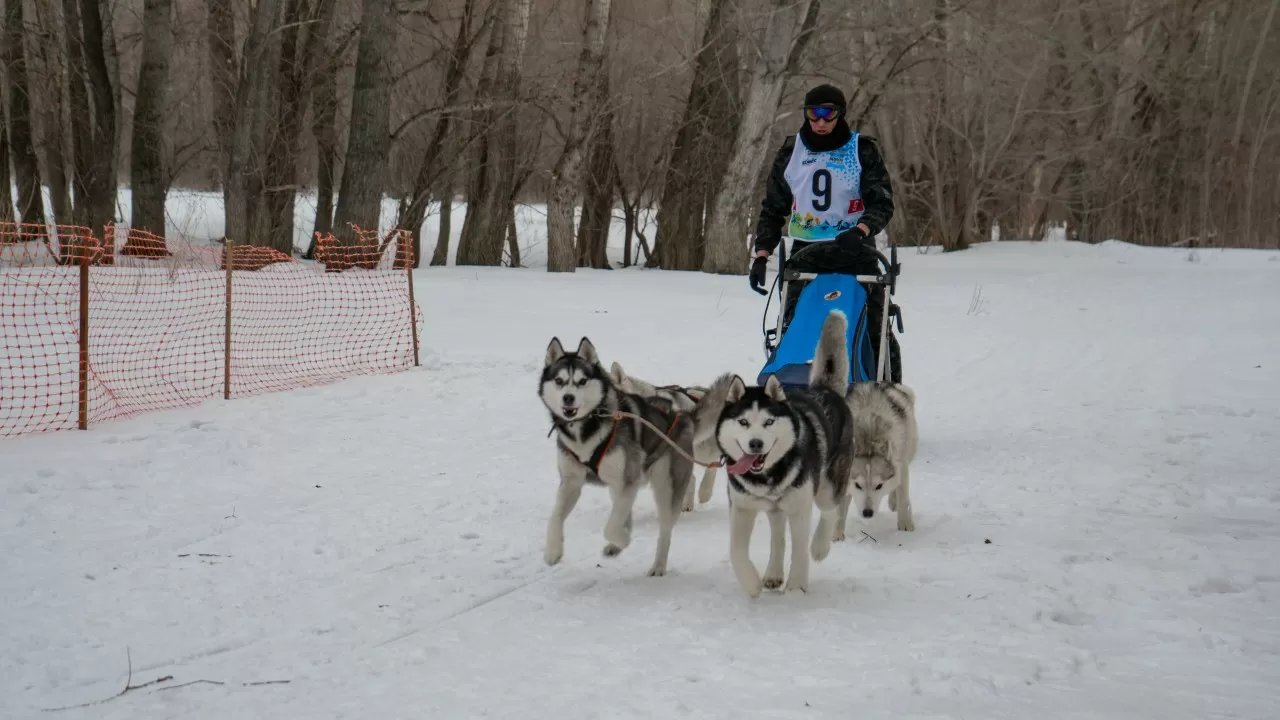 В Казахстане набирает популярность ездовой спорт
