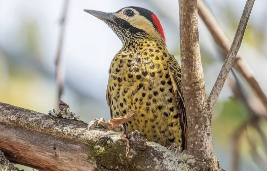 Птица с узором любви поражает натуралистов 