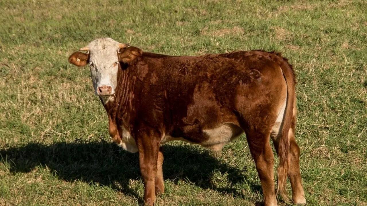 Масштабную аферу с племенным скотом вскрыли на юге Казахстана