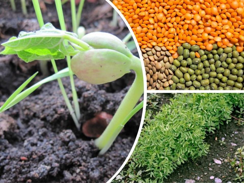 Фермерлерге қызыл жасымық егісі үшін қаржылық қолдау ұсынылып жатыр