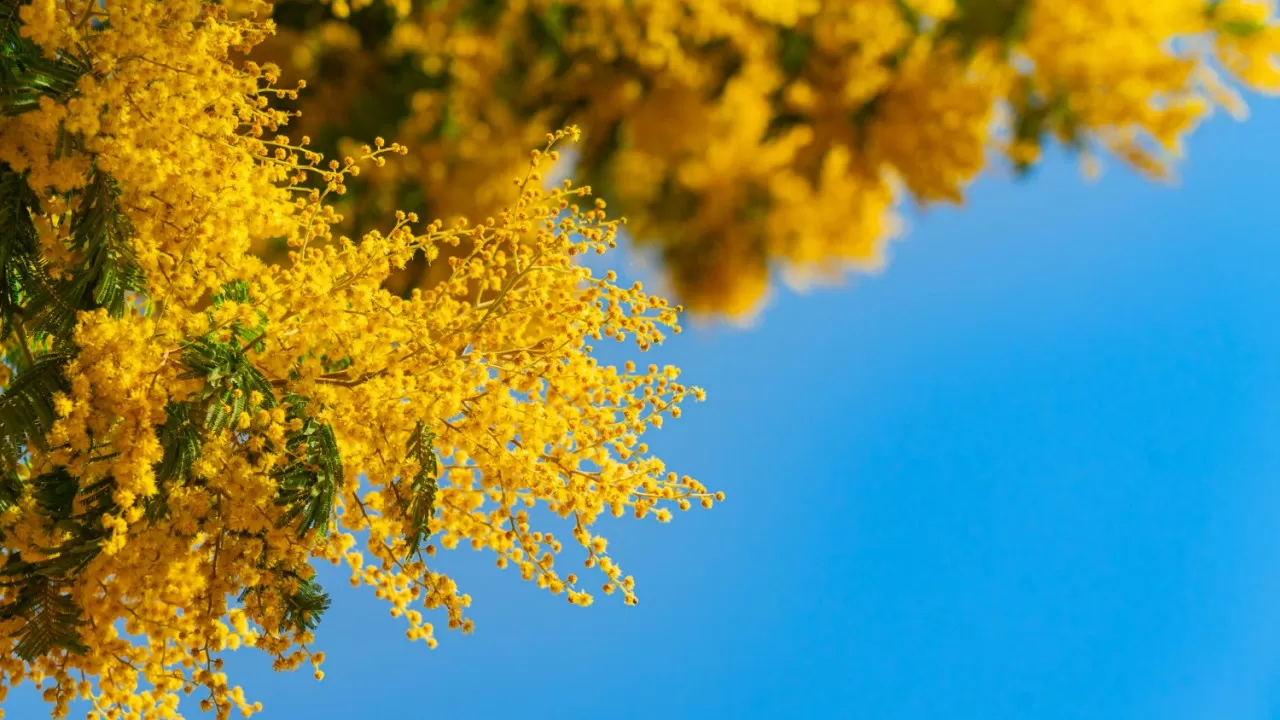 К 8 марта аллергикам запрещены мимоза и лилии