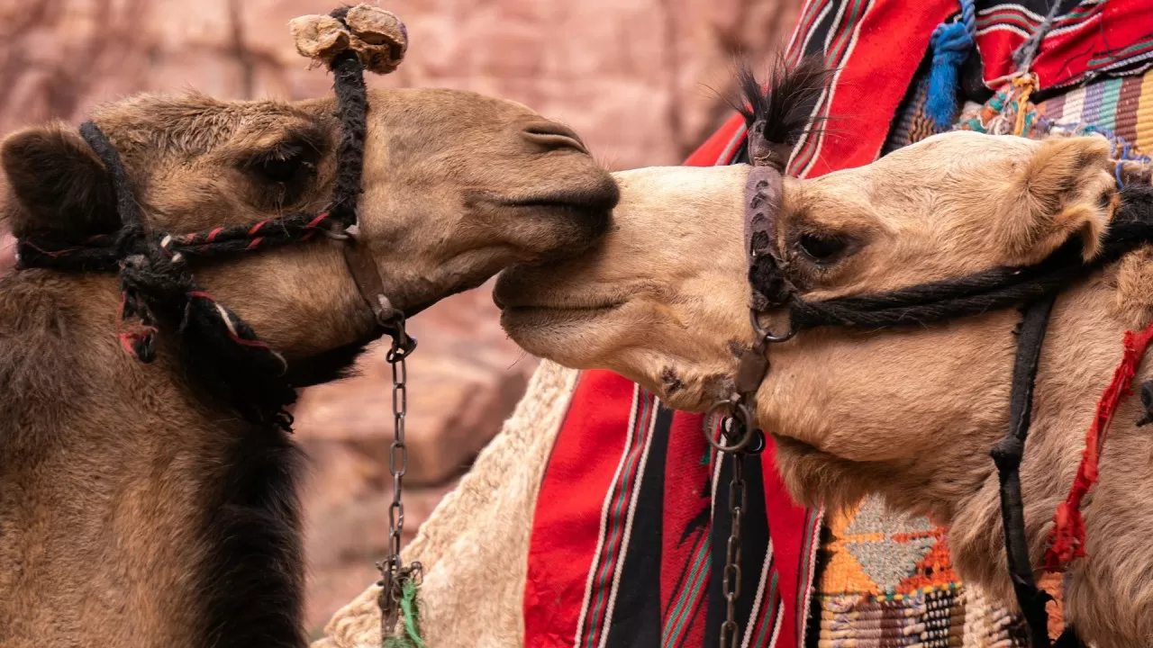 Ботокс-скандал на конкурсе верблюдов 