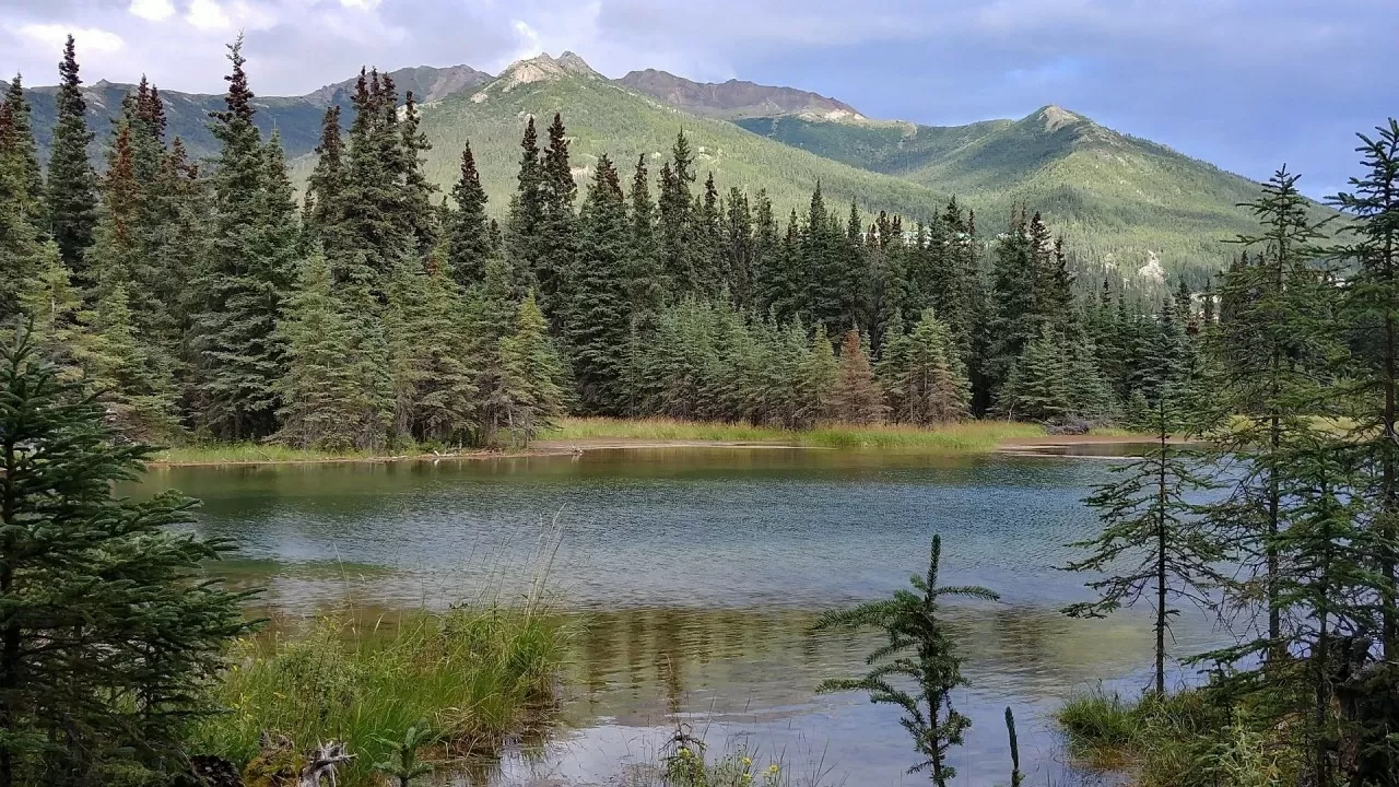 Где медведи ловят рыбу у людей на глазах 