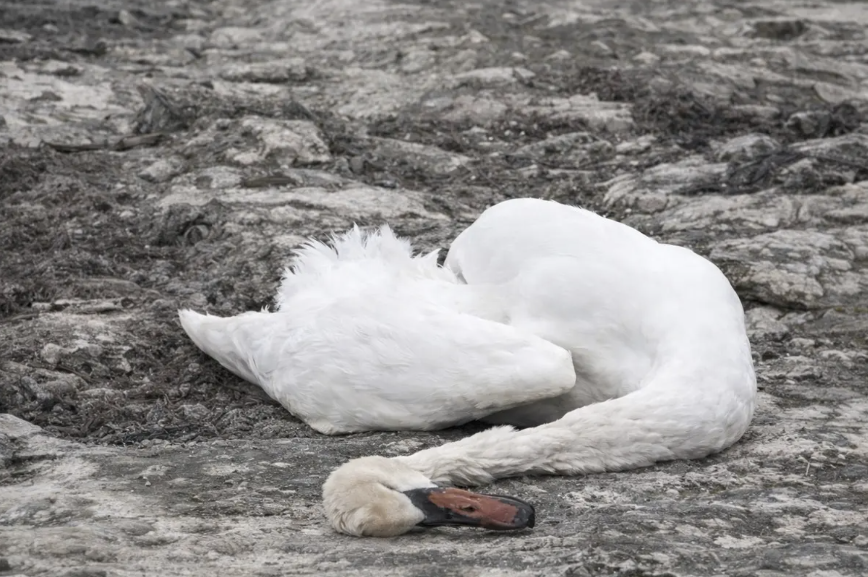 Ақтау маңында аққулардың өлексесі табылды