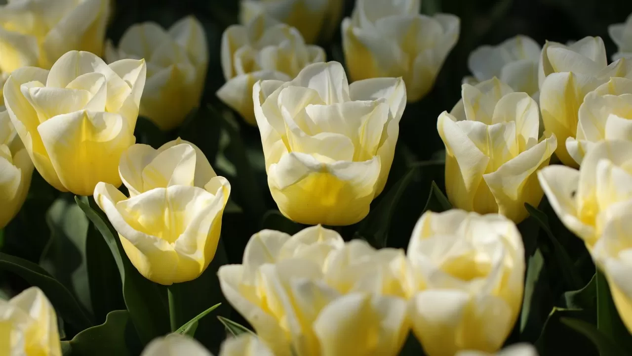 В казахстанских поездах устроили сюрприз для пассажирок 