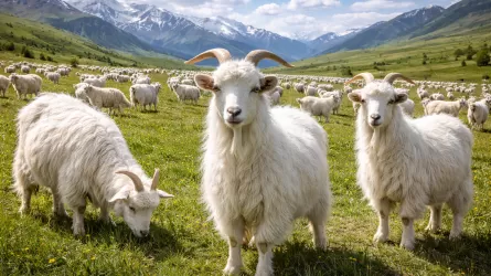 Казахстан планирует импорт кашемировых коз в соседнюю страну 