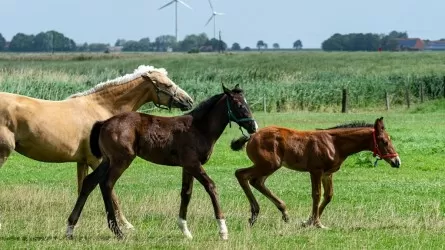 Похищенный скот трижды перепродали: задержаны двое сельчан 