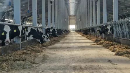 В Казахстане льготные кредиты запустили для животноводов 