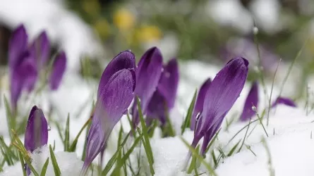 В Астане, Алматы и Шымкенте в ближайшие дни ожидаются туман и резкое потепление  