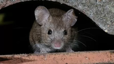 В пустынях Ближнего Востока нашли мышей, которые почти не стареют 