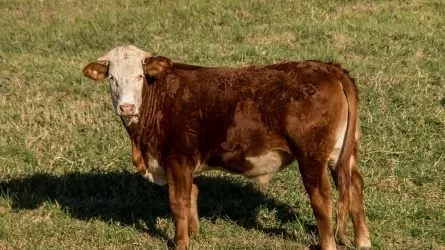 Масштабную аферу с племенным скотом вскрыли на юге Казахстана