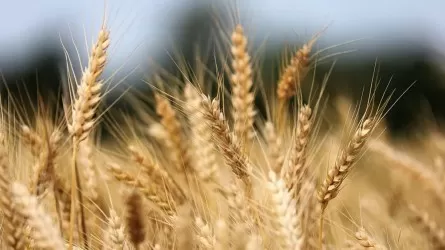 Наурыз в Казахстане: рекордный урожай зерна как символ достатка 