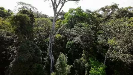Орнитологи выявили два ранее неизвестных вида птиц в Амазонии 
