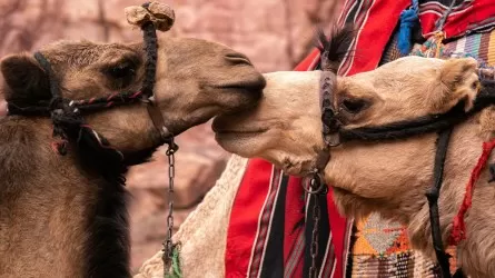 Ботокс-скандал на конкурсе верблюдов 