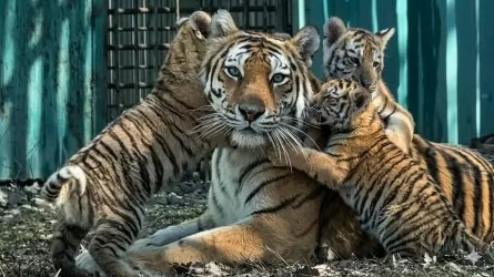 Полосатый десант: в Алматы впервые показали редкую тройню амурских тигрят