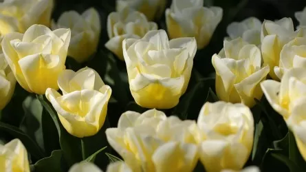 В казахстанских поездах устроили сюрприз для пассажирок 