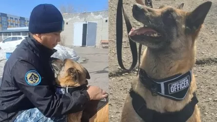 Четвероногий ветеран: в Караганде служебная собака ушла на пенсию