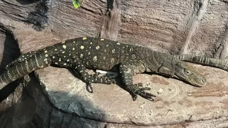 Алматинский зоопарк впервые покажет крокодиловых варанов