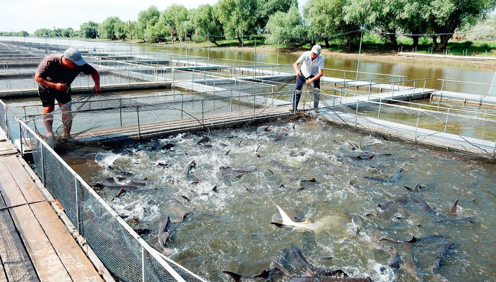 Қазақстанда 681 кәсіпкерлік субъекті балық шаруашылығымен айналысады