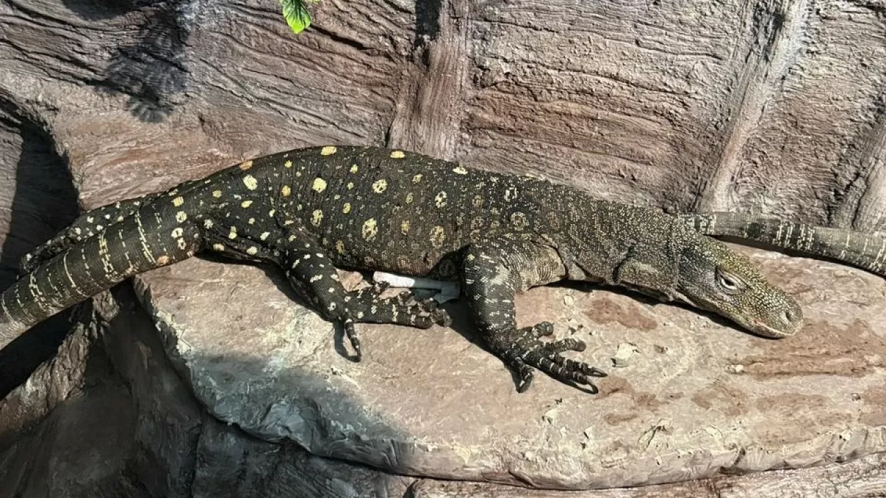 Алматинский зоопарк впервые покажет крокодиловых варанов