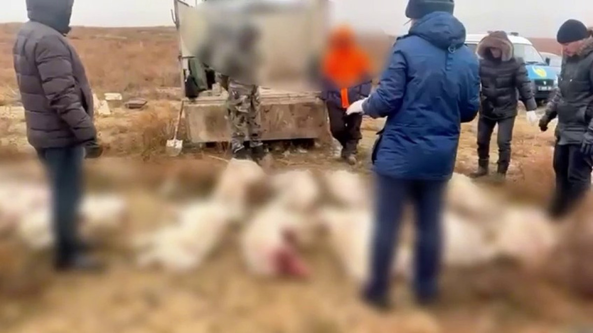 Ақтөбе облысында 14 киікті атқан браконьерлер ұсталды