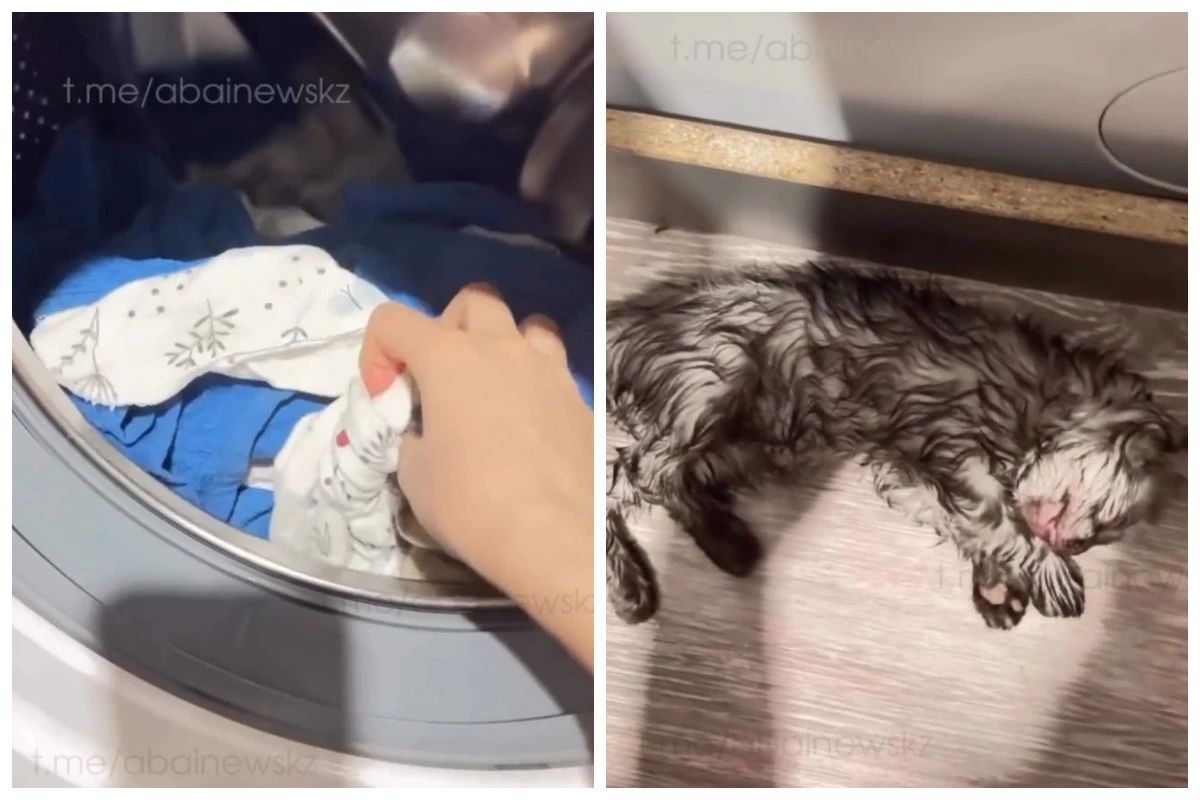 Семей тұрғыны мысықты кір жуғыш машинаға &laquo;жуған&raquo;