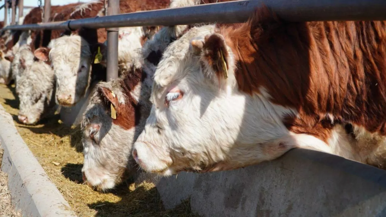 Мощный мясной агрокластер запускают в Акмолинской области 