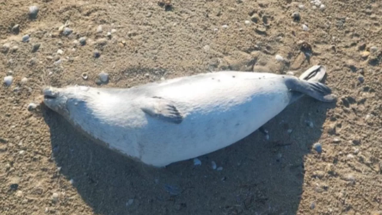 Почти 100 мертвых тюленей нашли на берегу Каспийского моря 